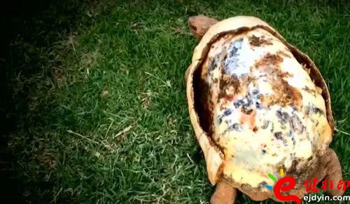 沒(méi)有殼的烏龜