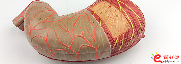 人體胃部復(fù)模手板2