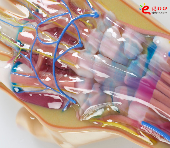 彩色3d打印人體器官醫學模型1